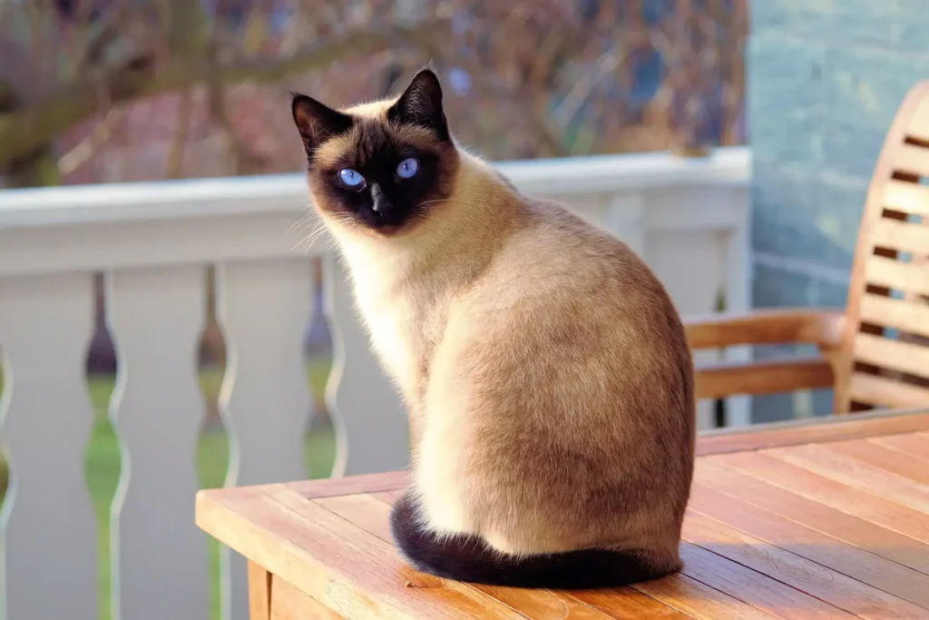 Siamese cat with brown and white fur