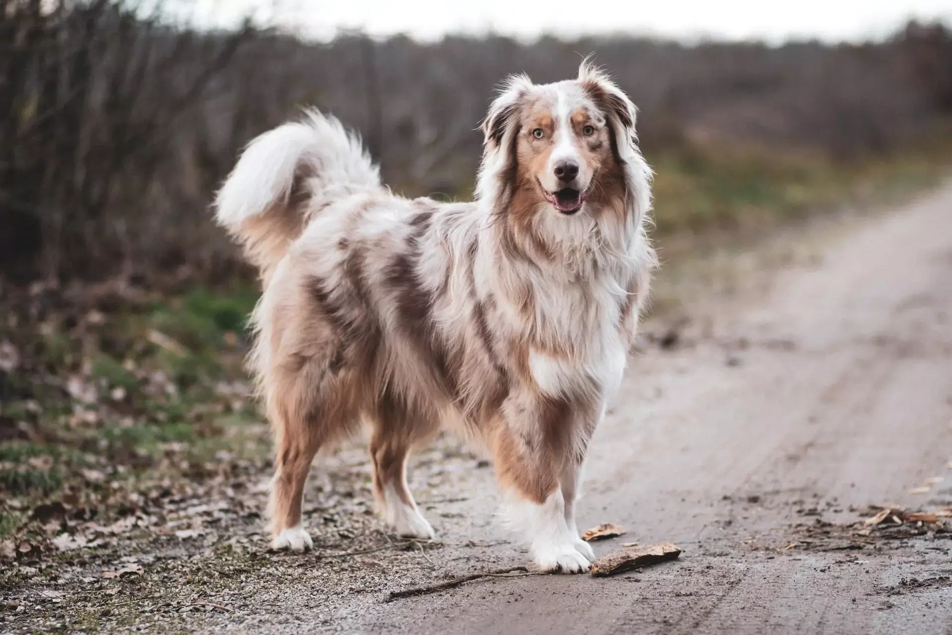 Australian Shepherd with white and brown fur