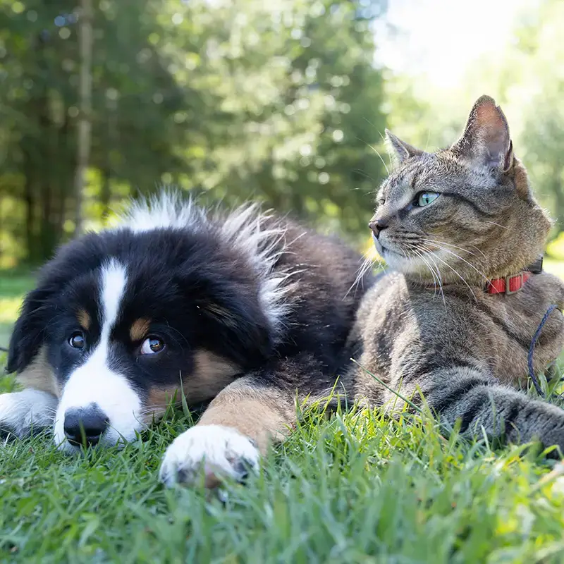 Puppy and cat relaxing in a field of grass