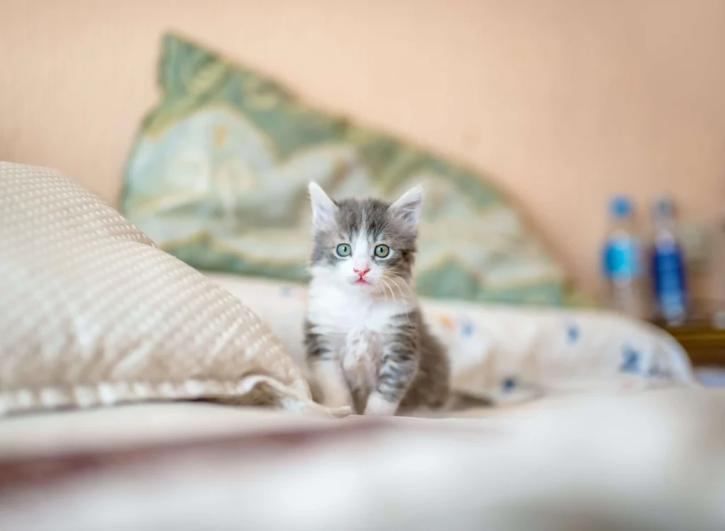 Are You Kitten? Fun Facts About Little Fluffy