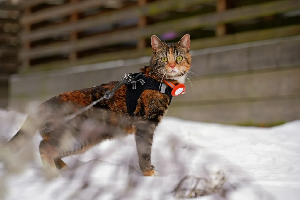 A calico cat wearing a black harness and an orange collar stands in the snow.