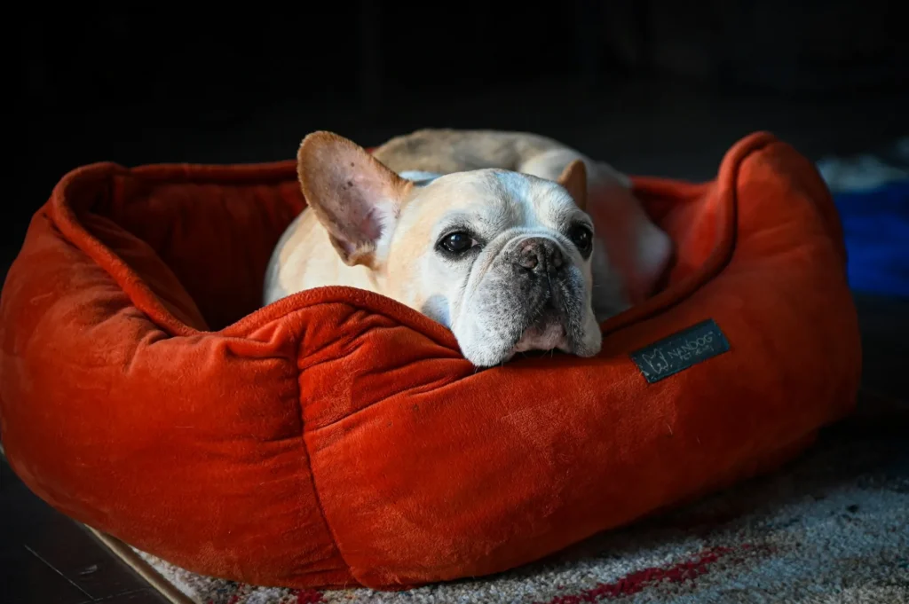 A close-up shot of a cream-colored French Bulldog resting its head on the edge of a plush, bright orange pet bed.