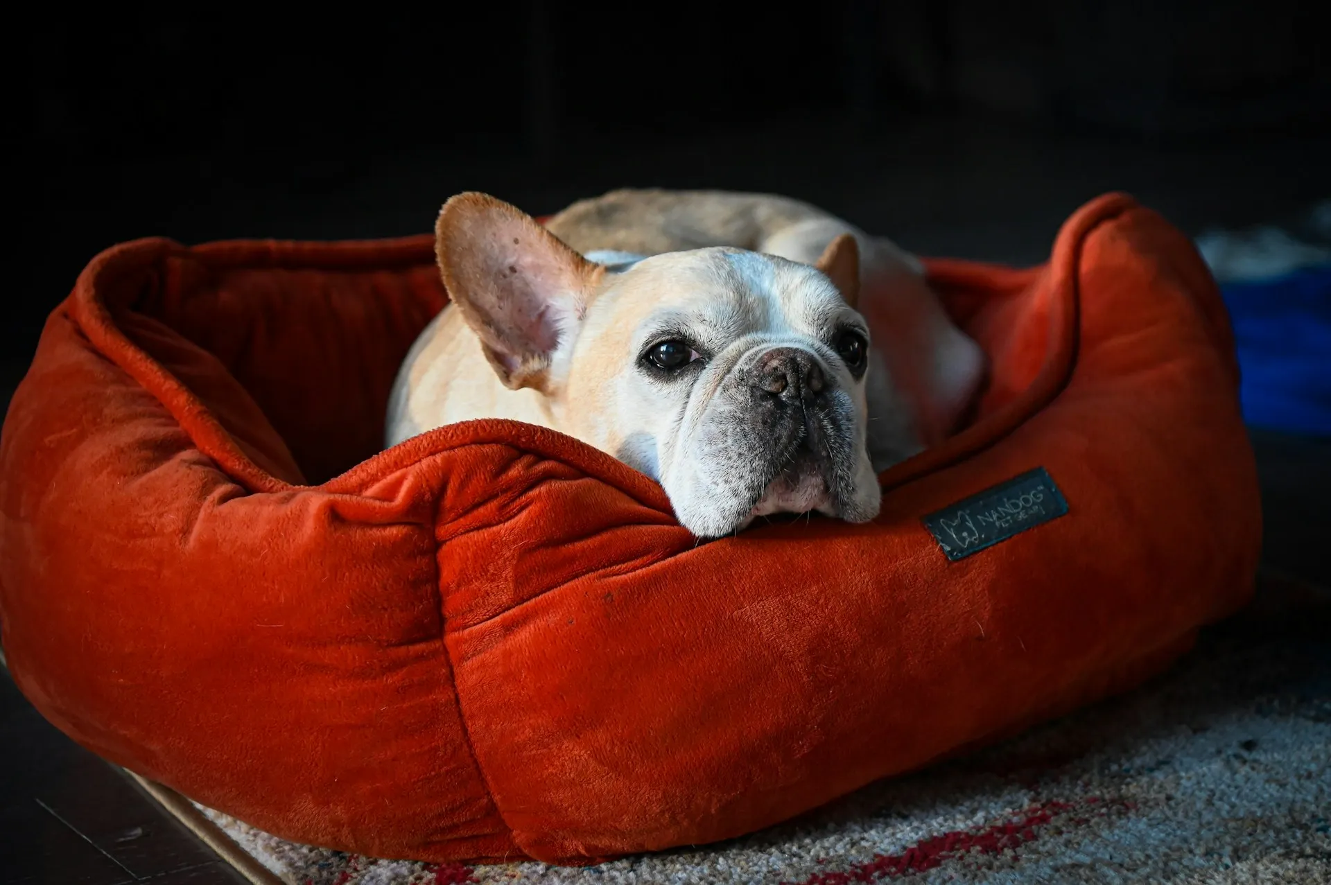 A close-up shot of a cream-colored French Bulldog resting its head on the edge of a plush, bright orange pet bed.