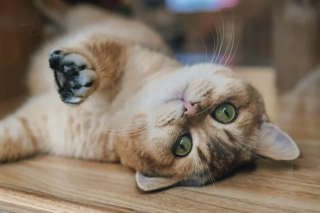 A tabby cat lying on its back on a wooden surface.