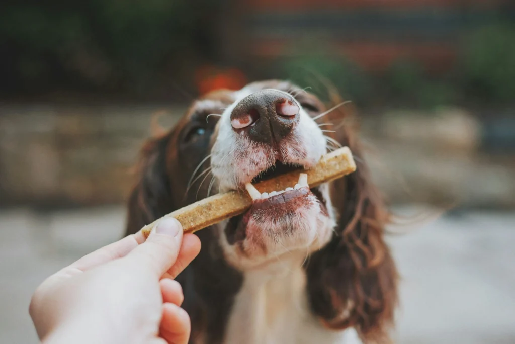 A person feeding a dog treat to a Springer Spaniel.