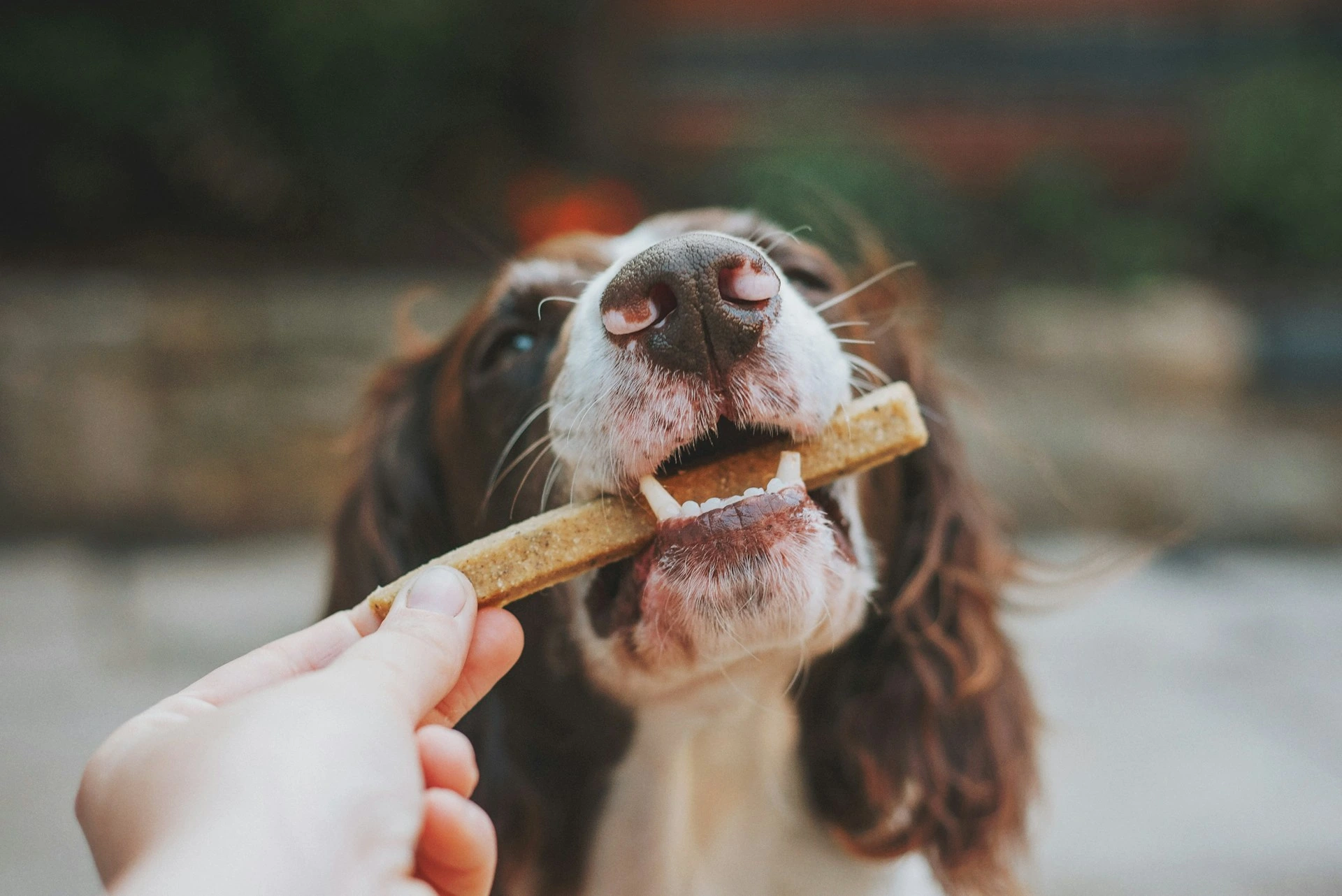A person feeding a dog treat to a Springer Spaniel.