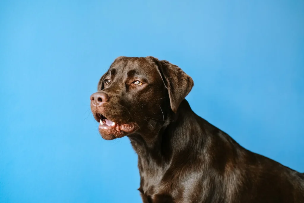 A Labrador Retriever against a solid bright blue background.