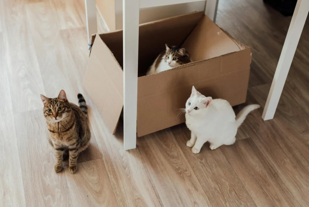 Three cats are gathered around an open cardboard box on a wood floor.