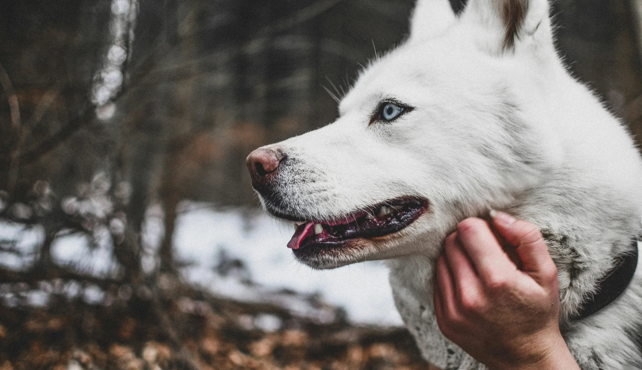 Fresh Look at Dog Anxiety Help