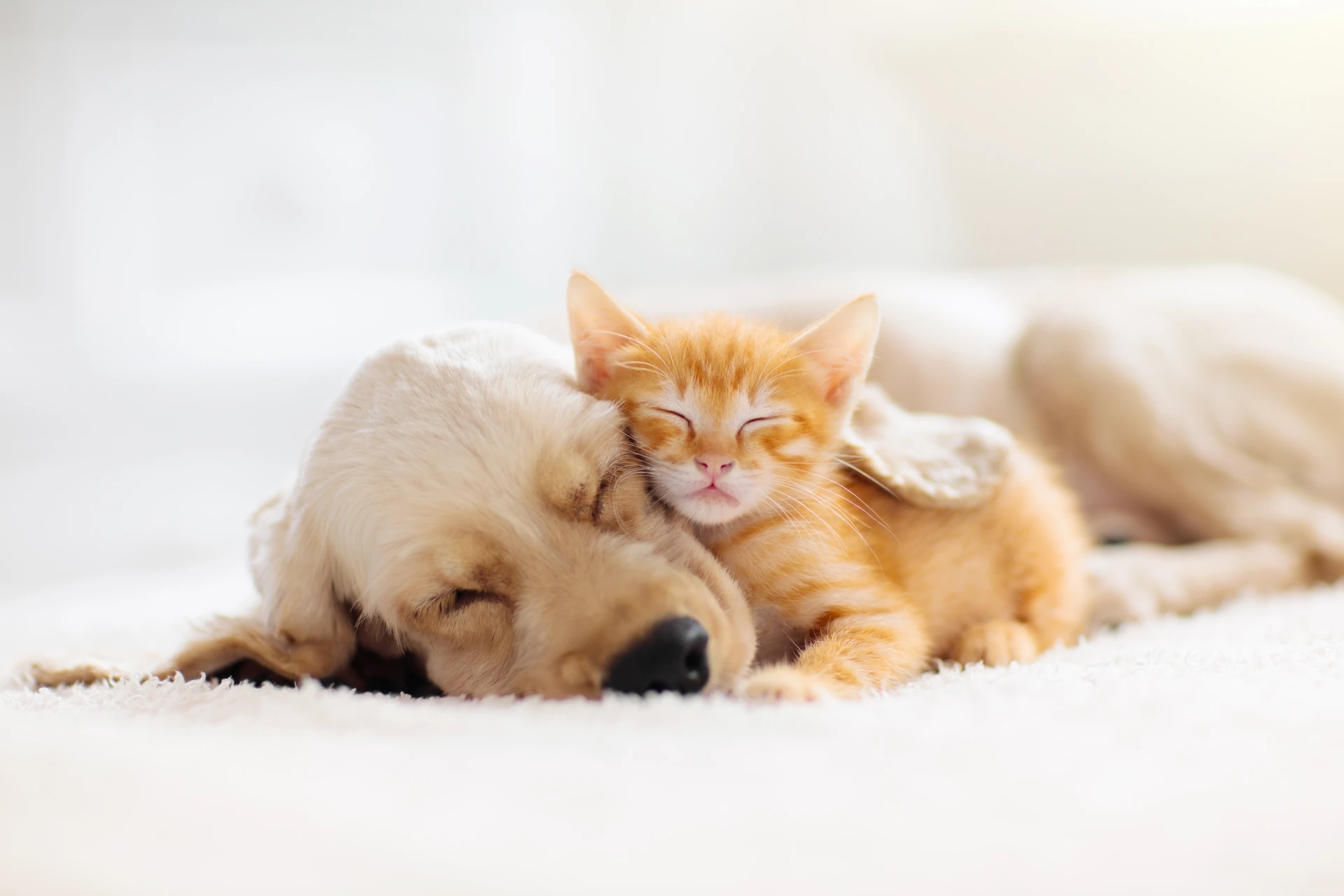 Allergies & Dermatology